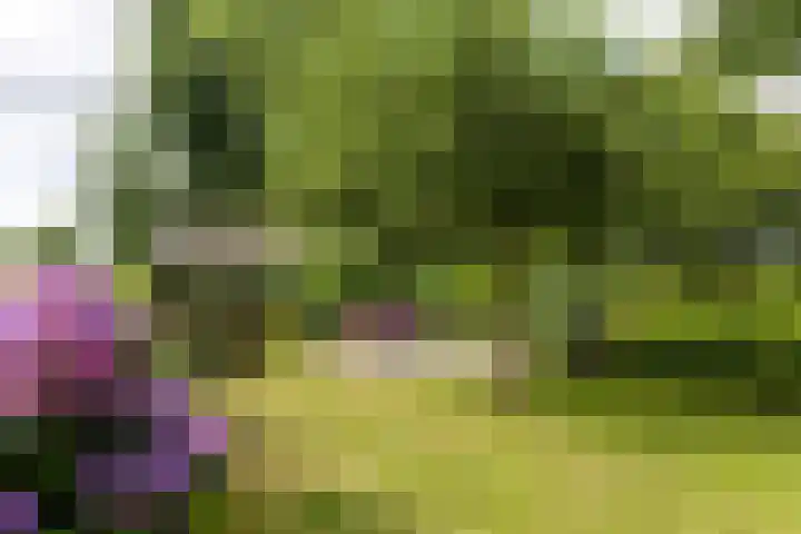 Griene Reed 1 Hantumerútbuorren thumbnail 21