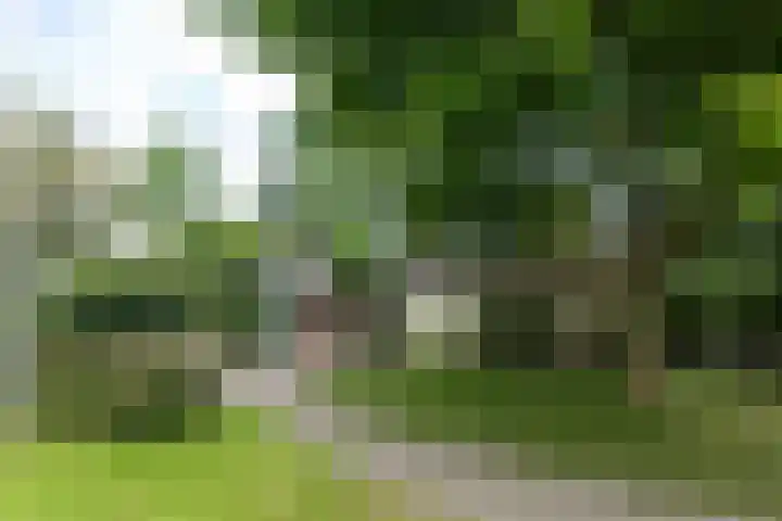 Griene Reed 1 Hantumerútbuorren thumbnail 22