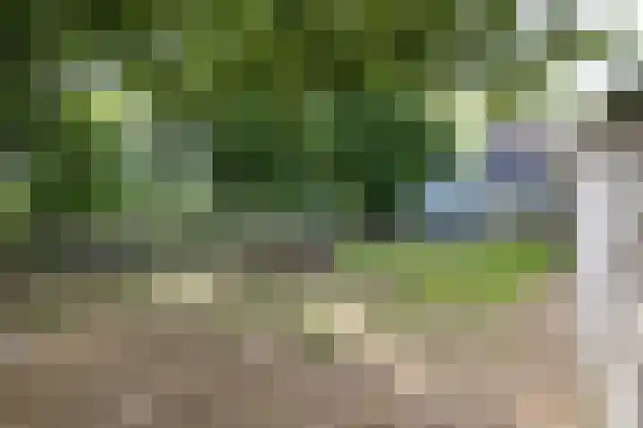 Griene Reed 1 Hantumerútbuorren thumbnail 29