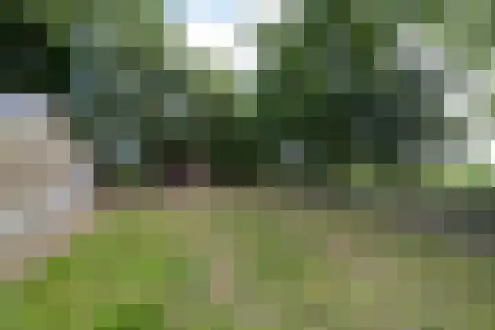 Griene Reed 1 Hantumerútbuorren thumbnail 30