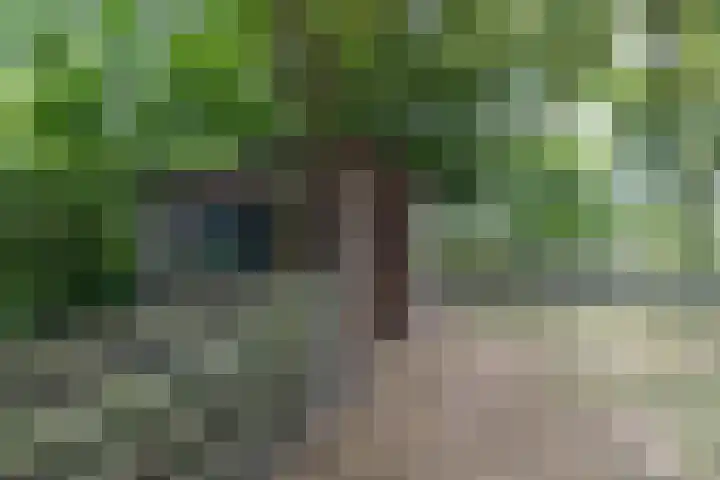 Griene Reed 1 Hantumerútbuorren thumbnail 31