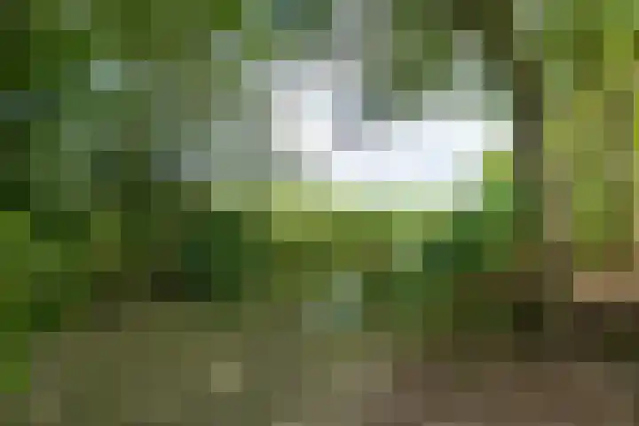 Griene Reed 1 Hantumerútbuorren thumbnail 64