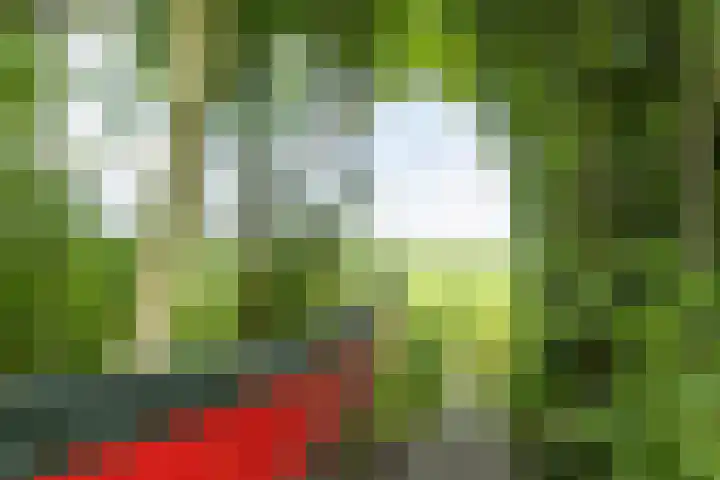 Griene Reed 1 Hantumerútbuorren thumbnail 65