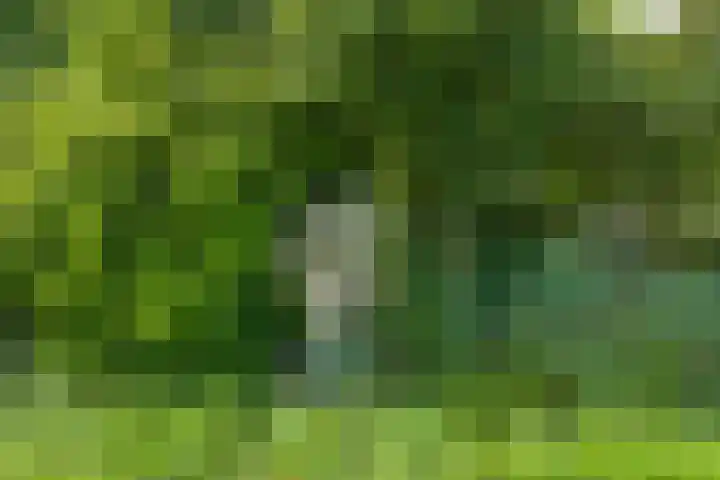 Griene Reed 1 Hantumerútbuorren thumbnail 66