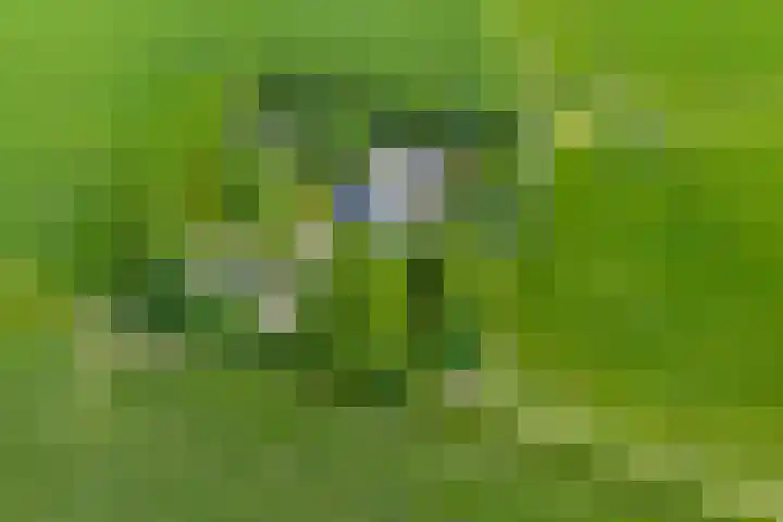 Griene Reed 1 Hantumerútbuorren thumbnail 67