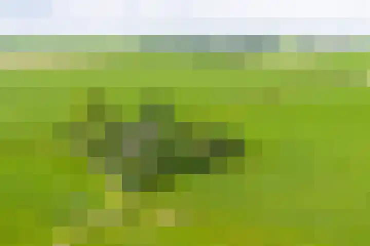 Griene Reed 1 Hantumerútbuorren thumbnail 69