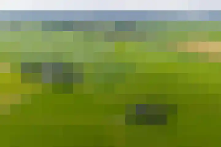 Griene Reed 1 Hantumerútbuorren thumbnail 70