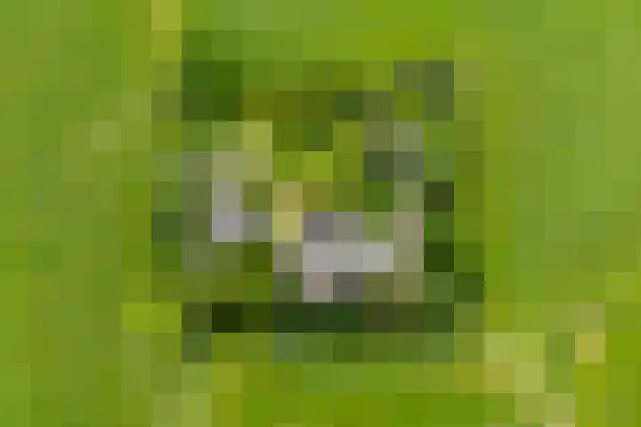 Griene Reed 1 Hantumerútbuorren thumbnail 8