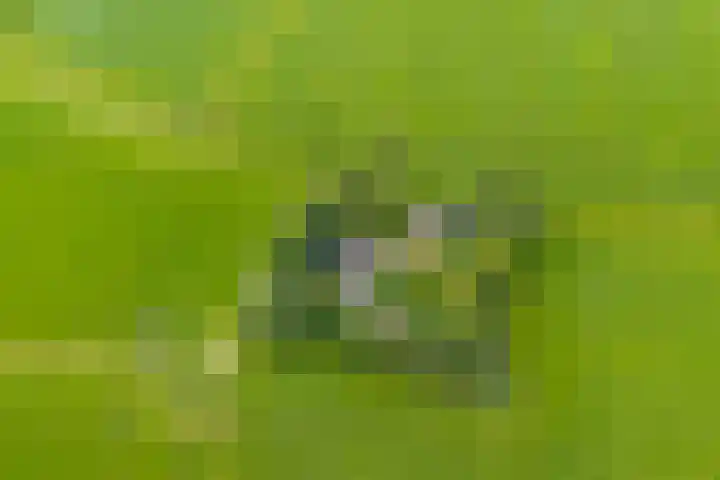 Griene Reed 1 Hantumerútbuorren thumbnail 9