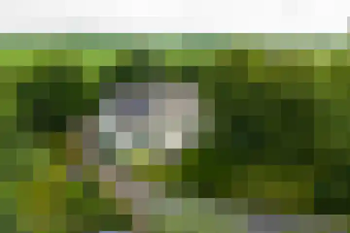 Griene Reed 1 Hantumerútbuorren thumbnail 91