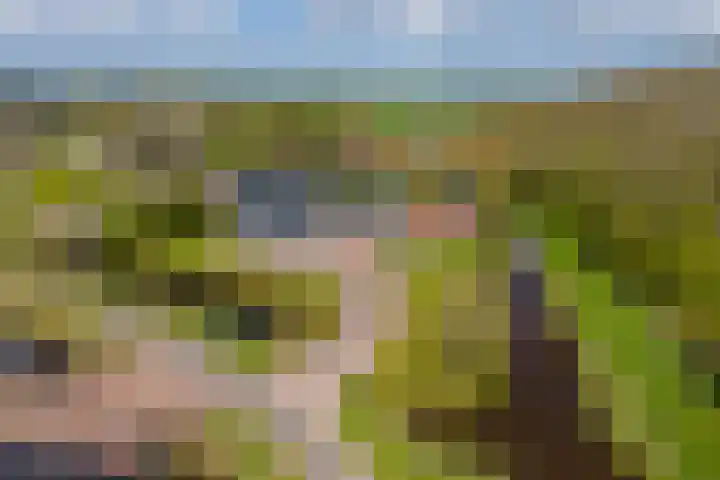 Grienereed 2 B Reitsum thumbnail 18