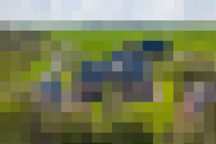 Grienereed 2 B Reitsum thumbnail 59