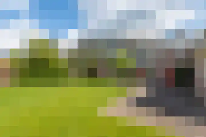 Grienereed 2 B Reitsum thumbnail 64
