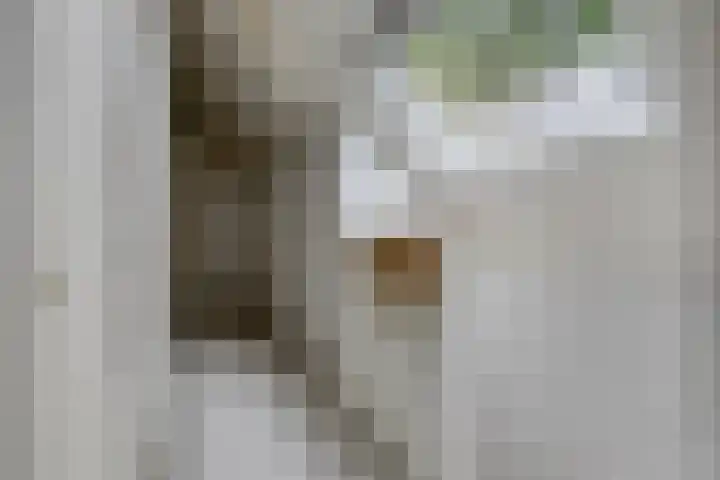 Griete 7 Zaamslag thumbnail 28