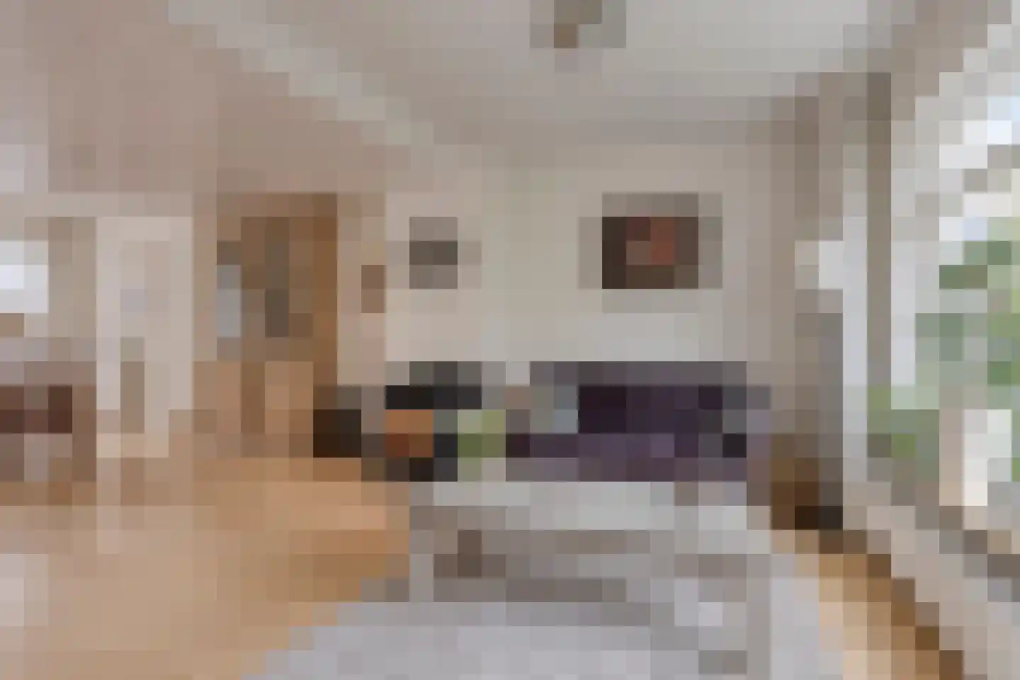Grietenij 100 Leek thumbnail 14