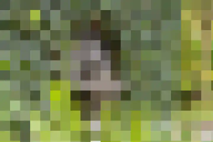 Griffioenhof 11 Valkenswaard thumbnail 32