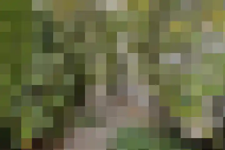 Griffioenhof 11 Valkenswaard thumbnail 35