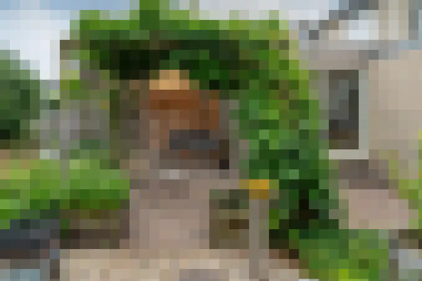 Grijskopspecht 10 Emmen thumbnail 35