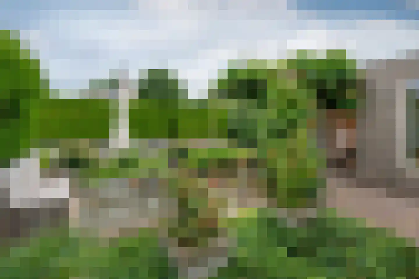 Grijskopspecht 10 Emmen thumbnail 36