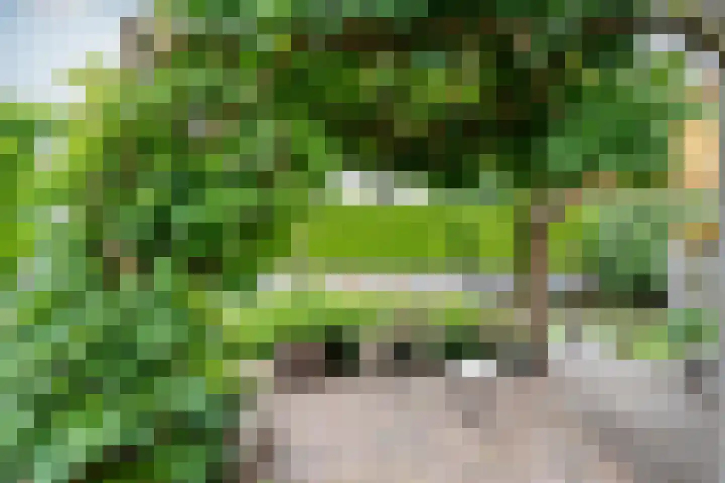Grijskopspecht 10 Emmen thumbnail 37
