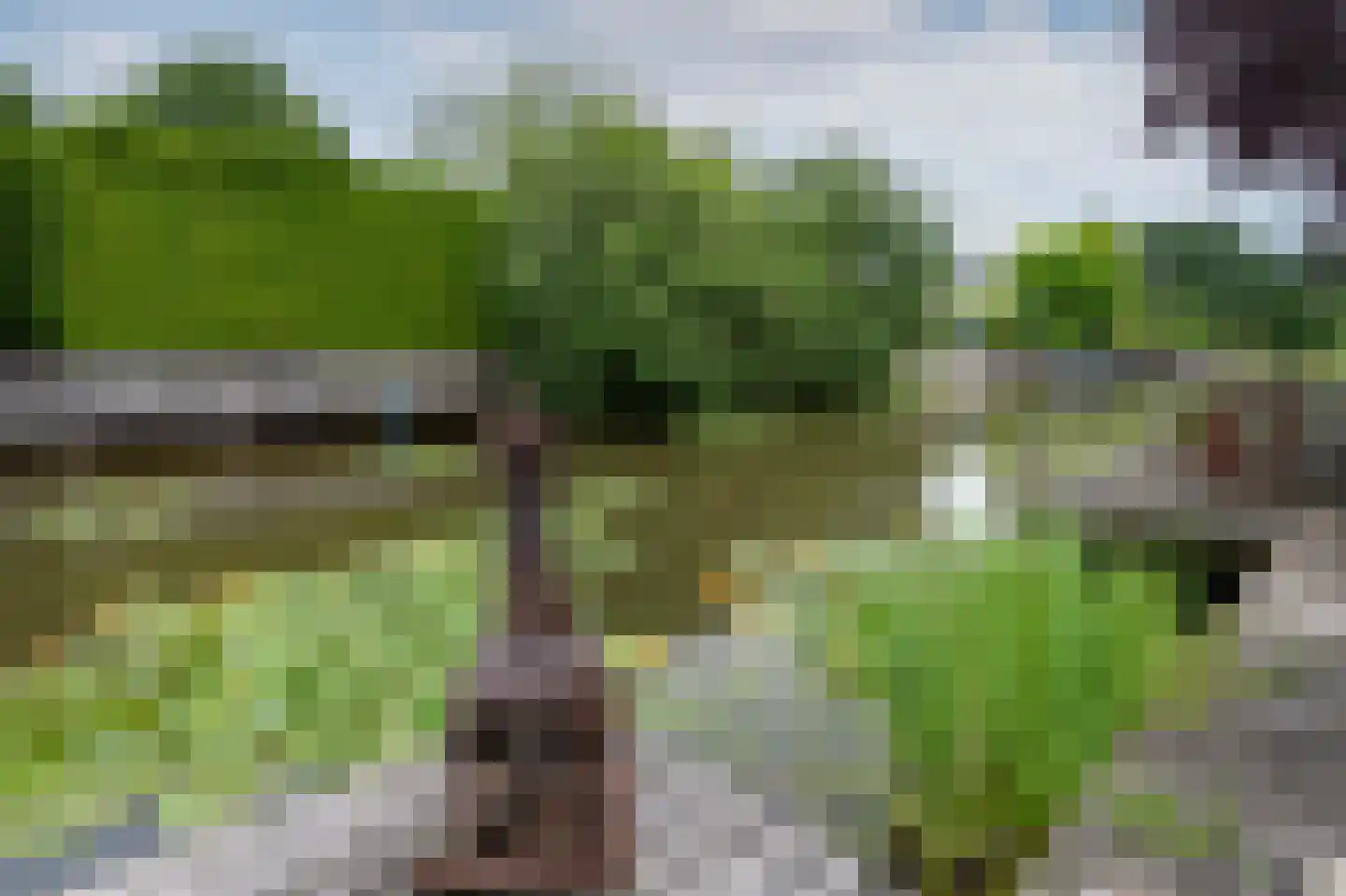 Grijskopspecht 10 Emmen thumbnail 38