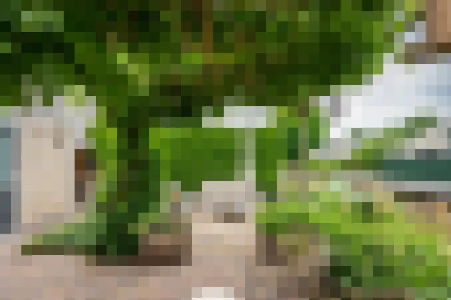 Grijskopspecht 10 Emmen thumbnail 41