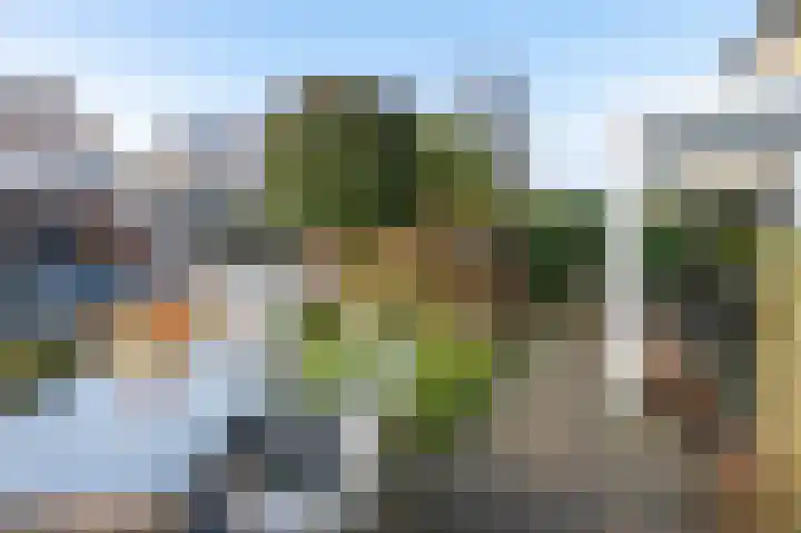 Grijskopspecht 30 Emmen thumbnail 30