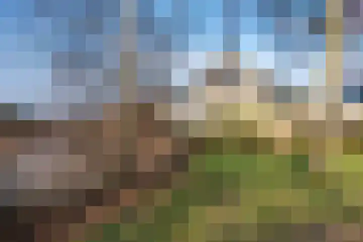 Grijskopspecht 30 Emmen thumbnail 41