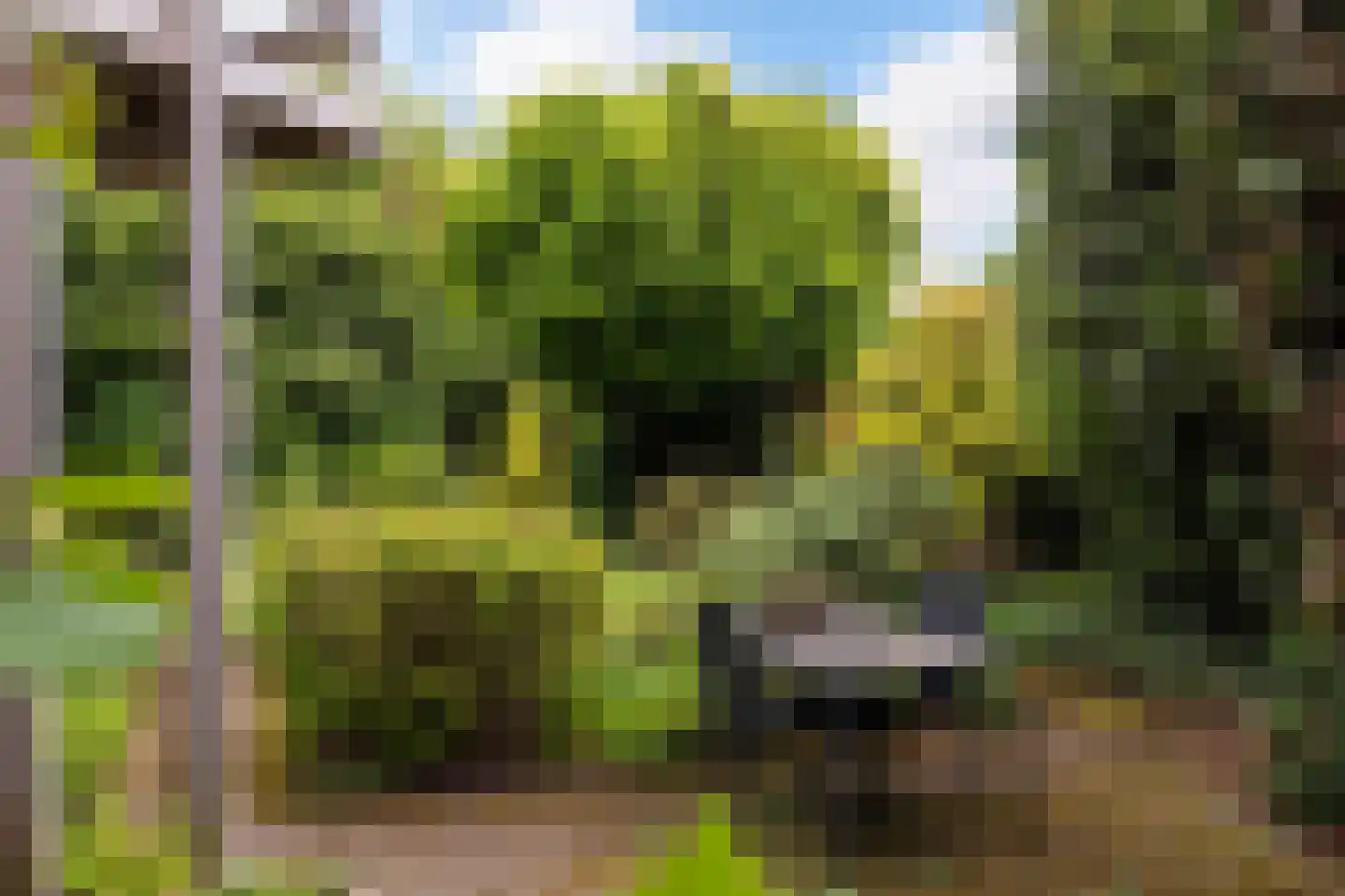 Grijze Kraai 11 Emmen thumbnail 23