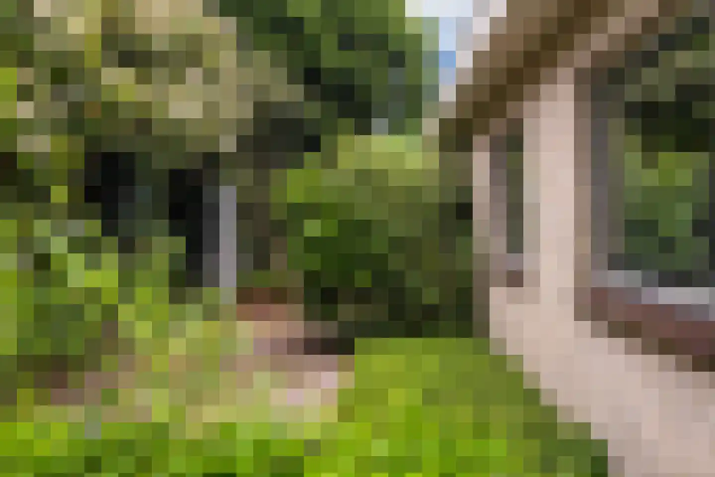 Grijze Kraai 11 Emmen thumbnail 24