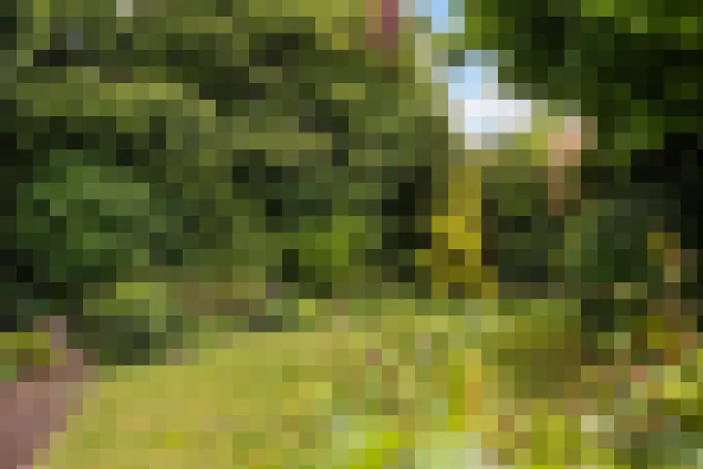Grijze Kraai 11 Emmen thumbnail 25