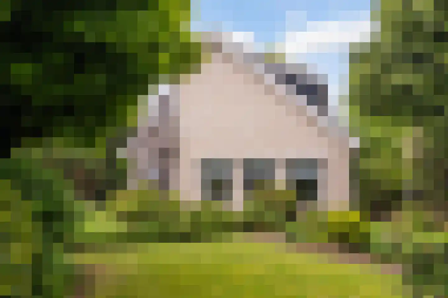 Grijze Kraai 11 Emmen thumbnail 26