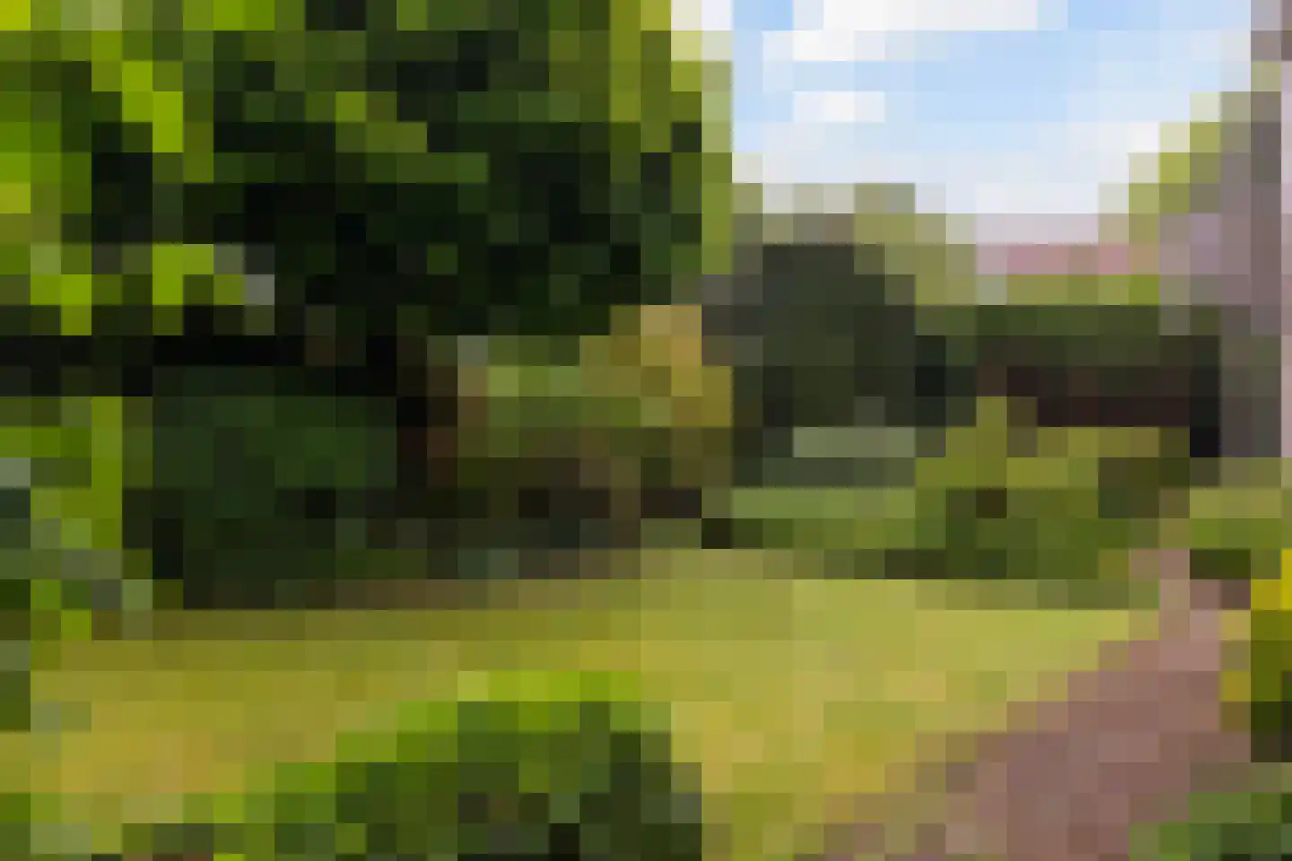 Grijze Kraai 11 Emmen thumbnail 27
