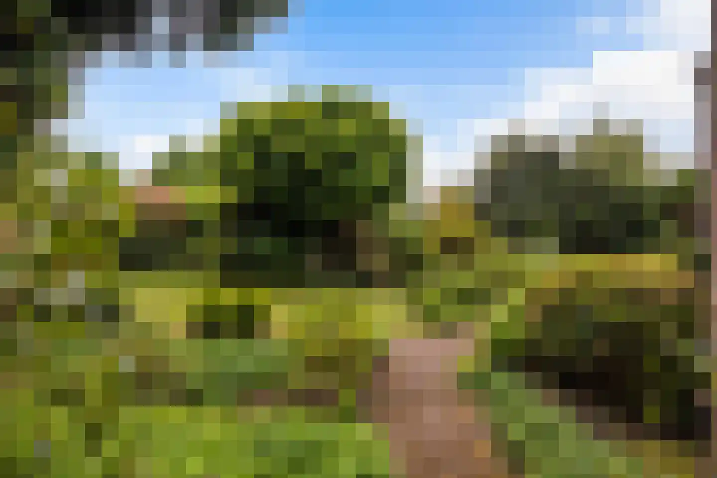 Grijze Kraai 11 Emmen thumbnail 28