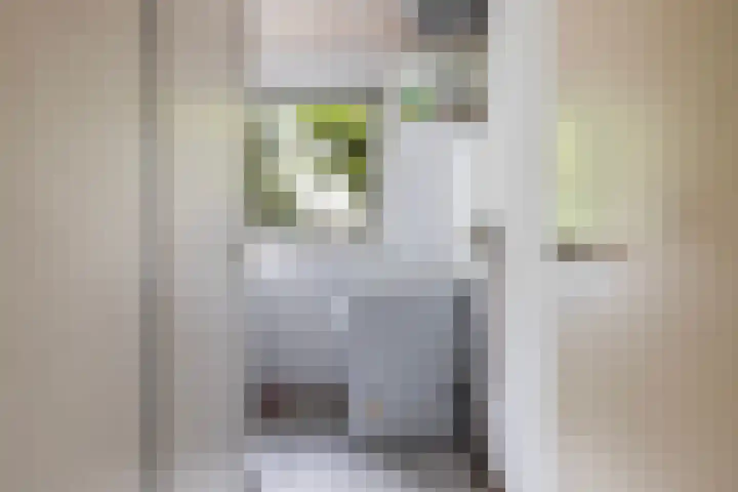 Grijze Kraai 11 Emmen thumbnail 31