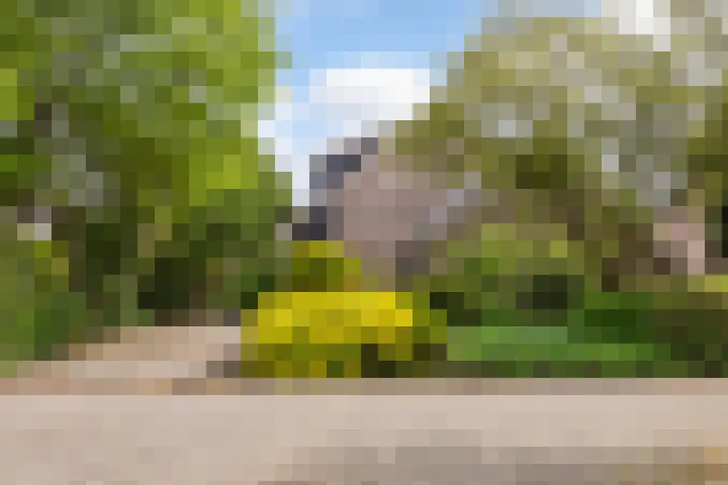 Grijze Kraai 11 Emmen thumbnail 5