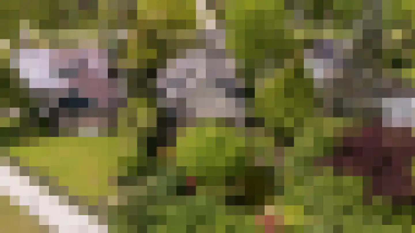 Grijze Kraai 11 Emmen thumbnail 50