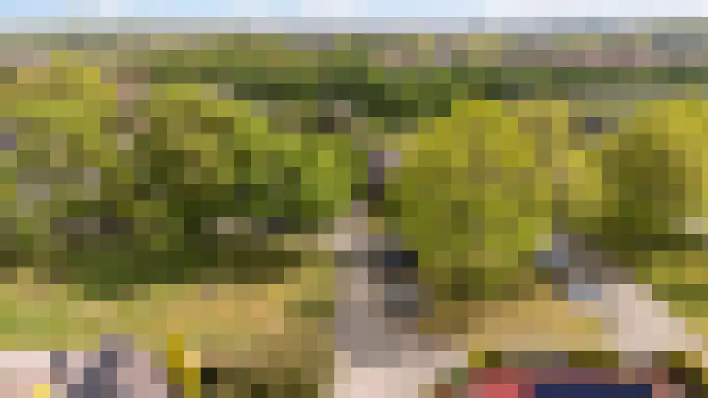 Grijze Kraai 11 Emmen thumbnail 51