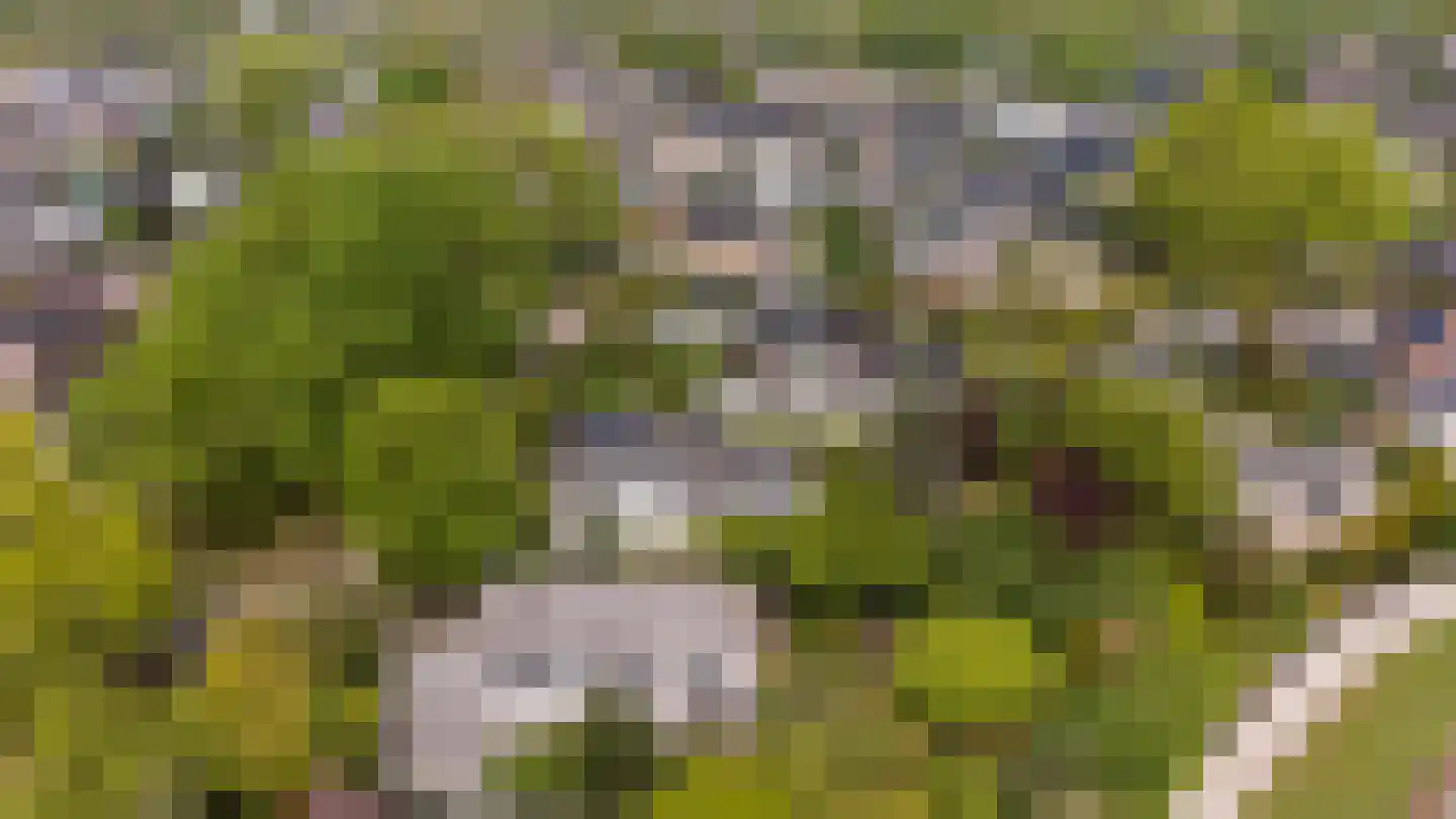 Grijze Kraai 11 Emmen thumbnail 52