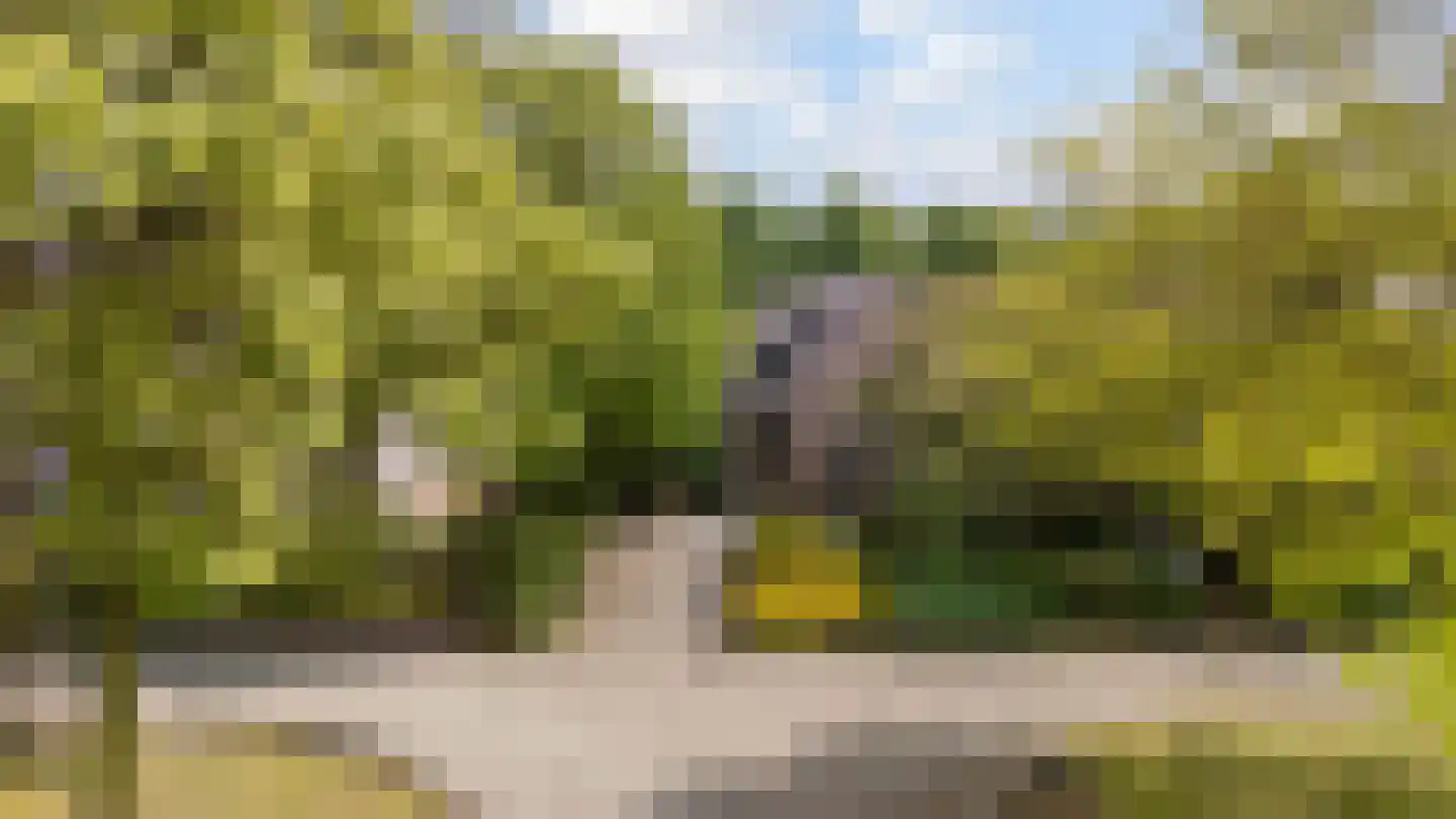 Grijze Kraai 11 Emmen thumbnail 6
