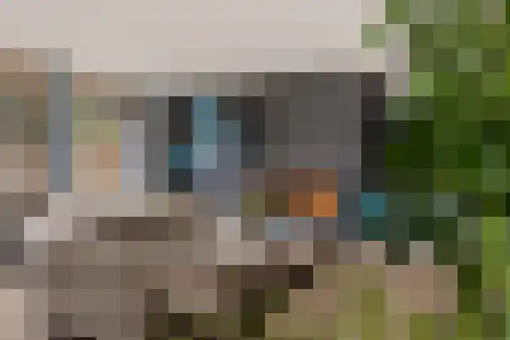 Grijze Kraai 25 Emmen thumbnail 15