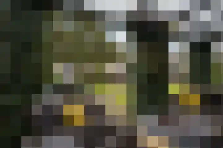 Grijze Kraai 25 Emmen thumbnail 31