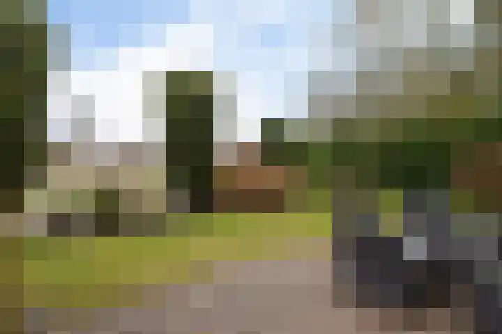 Grijze Kraai 25 Emmen thumbnail 32