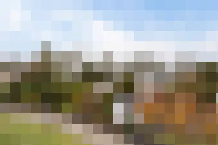 Grijze Kraai 25 Emmen thumbnail 33