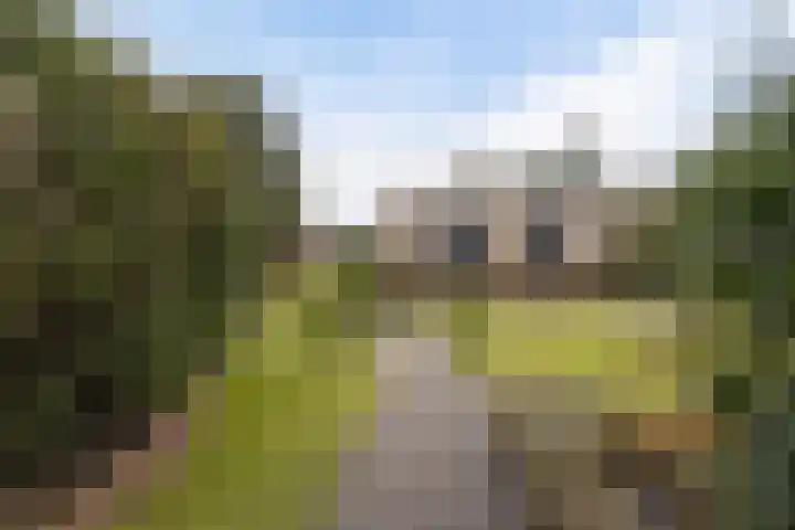 Grijze Kraai 25 Emmen thumbnail 35