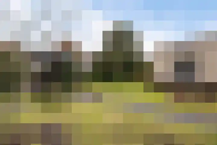 Grijze Kraai 25 Emmen thumbnail 36