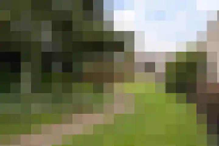 Grijze Kraai 25 Emmen thumbnail 37
