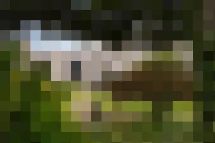 Grijze Kraai 25 Emmen thumbnail 38