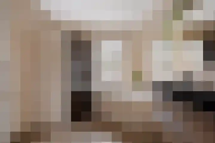 Grijze Kraai 25 Emmen thumbnail 4