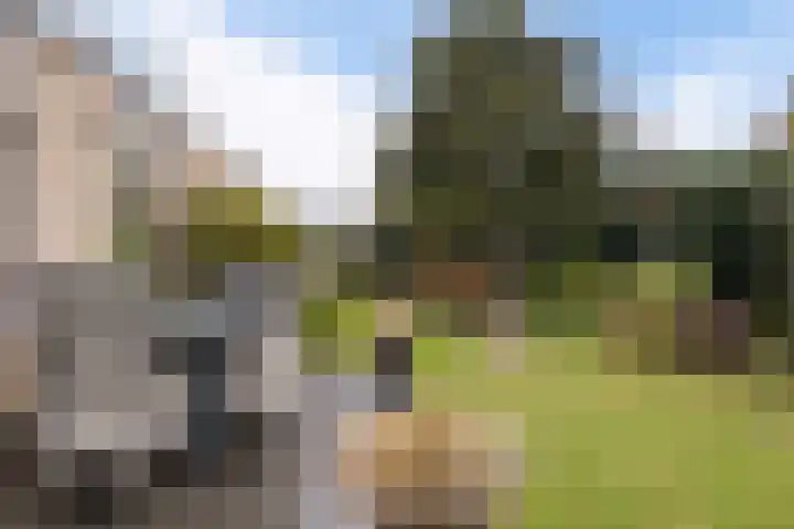 Grijze Kraai 25 Emmen thumbnail 40